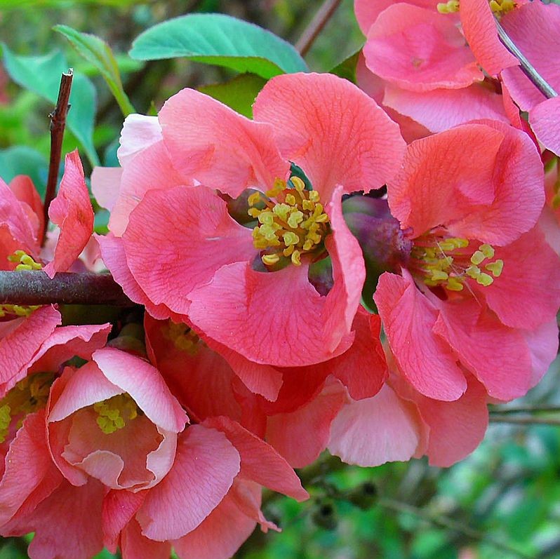 Хеномелес (Айва) японская Пинк Куин (в тубе)